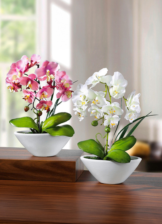 Wohnaccessoires - Orchideen in weissen Keramikschalen, 2er-Set, in Farbe