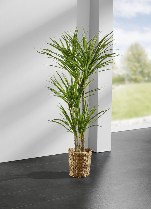 Wohnaccessoires - Yucca-Palme im Topf, in Farbe GRÜN