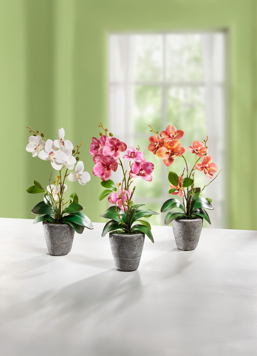 Wohnaccessoires - Orchidee im Zementtopf, in Farbe CREME