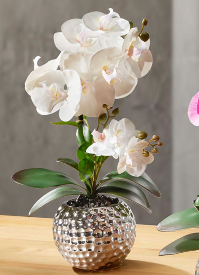 Orchidee Phalaenopsis in Keramikschale CREME