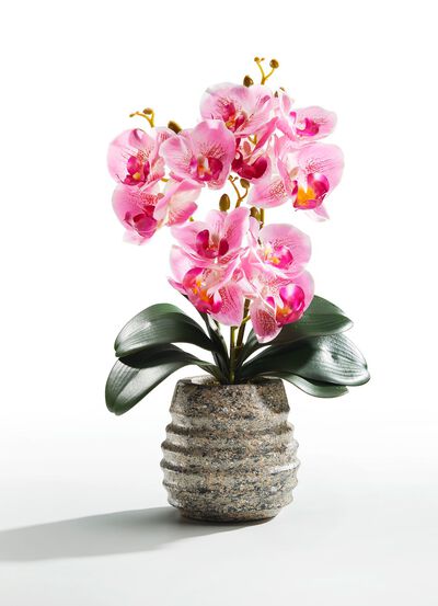 Orchideen-Gesteck im Topf 