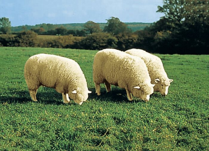 Hochwertiges Merino-Lammfell BEERE
