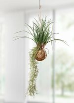 Tillandsia-Hängepflanze 