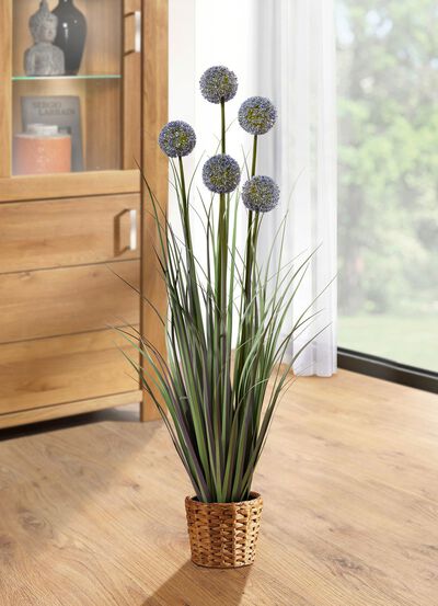 Allium-Gesteck im Topf 
