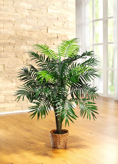 Palme im Topf 