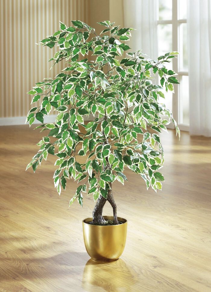 Ficus im Topf 