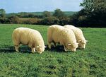 Bettumrandung aus echtem Lammfell in Tierform BRAUN