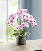 Orchideen-Gesteck im Topf ROSA