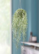 Naturgetreuer Moosh&auml;nger 