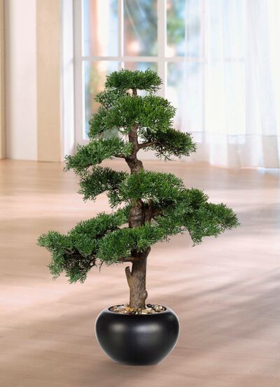 Zeder-Bonsai im Keramiktopf 