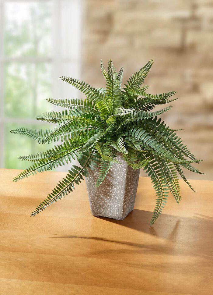 Farn in Topf aus Terrakotta 